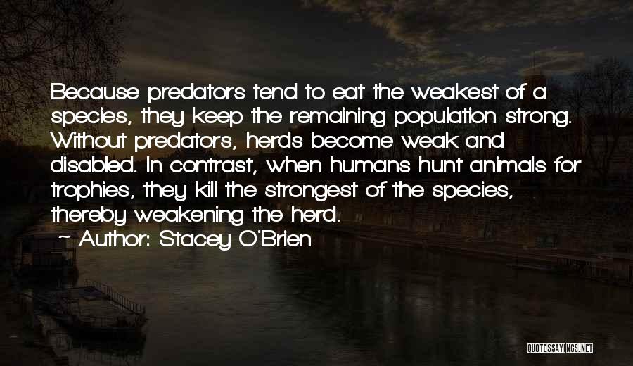 Herd Animals Quotes By Stacey O'Brien