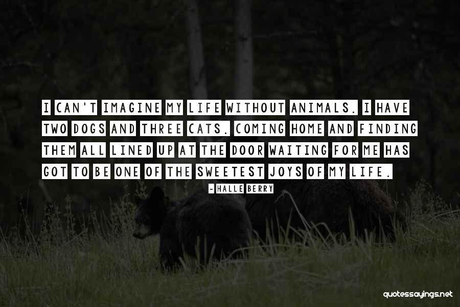 Home Cat Quotes By Halle Berry Home Cat Quotes By Halle Berry