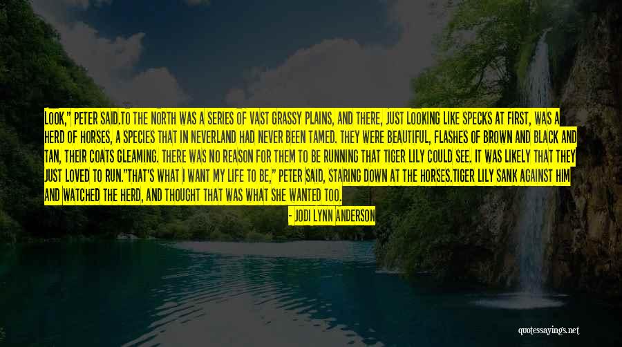 Horses And Freedom Quotes By Jodi Lynn Anderson Horses And Freedom Quotes By Jodi Lynn Anderson
