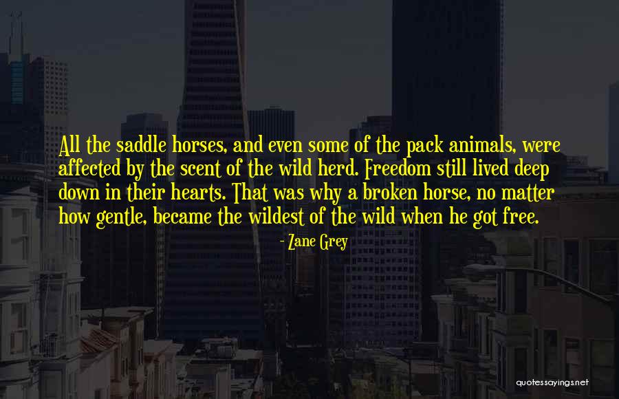 Horses And Freedom Quotes By Zane Grey Horses And Freedom Quotes By Zane Grey