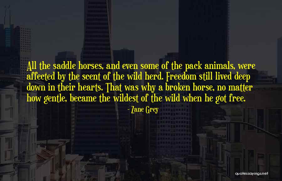 Horses And Freedom Quotes By Zane Grey