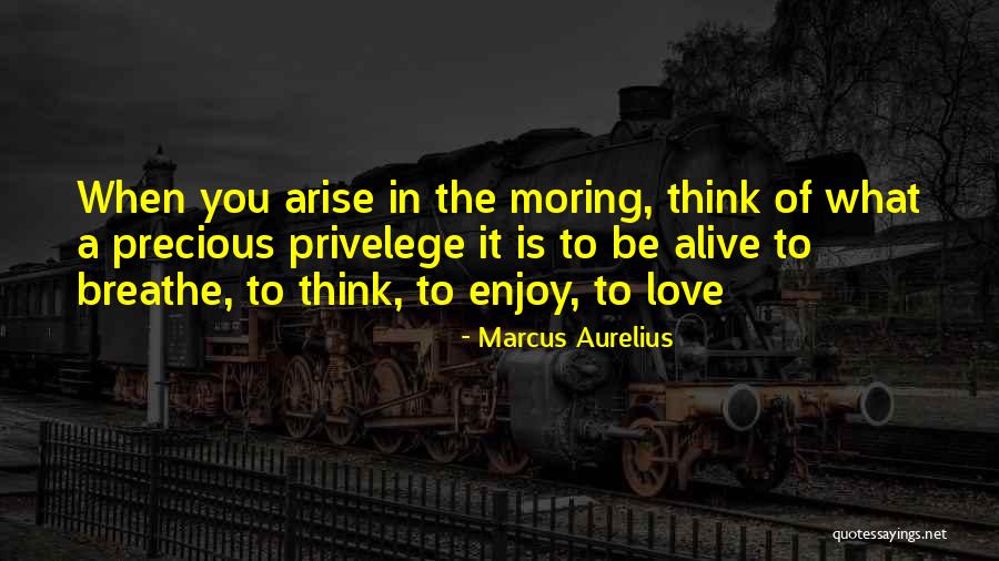 How To Argue With A Cat Quotes By Marcus Aurelius How To Argue With A Cat Quotes By Marcus Aurelius