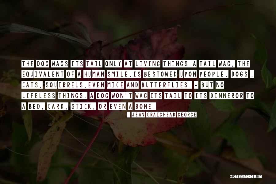 Human And Cat Quotes By Jean Craighead George Human And Cat Quotes By Jean Craighead George