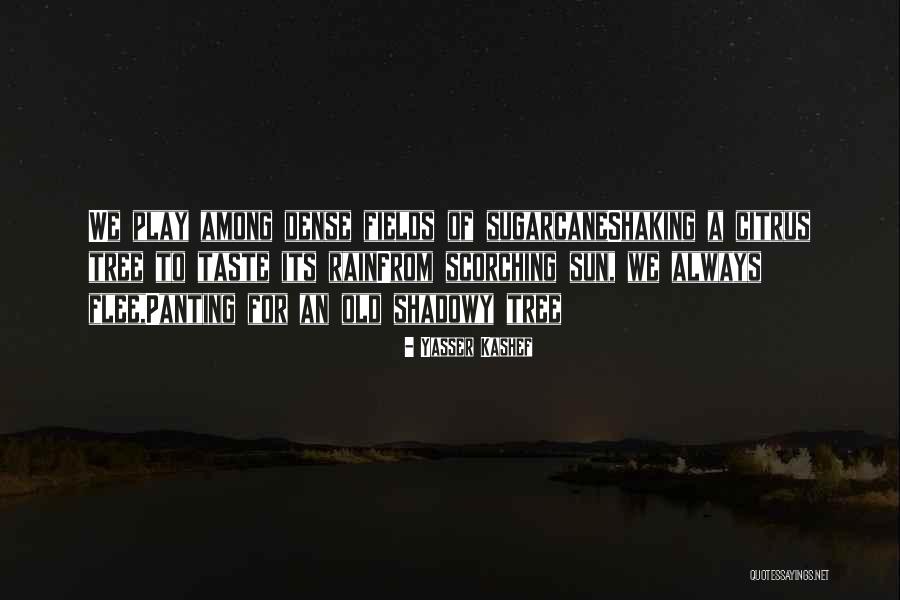Hunble Sea Quotes By Yasser Kashef Hunble Sea Quotes By Yasser Kashef