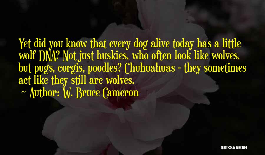 Huskies Quotes By W. Bruce Cameron