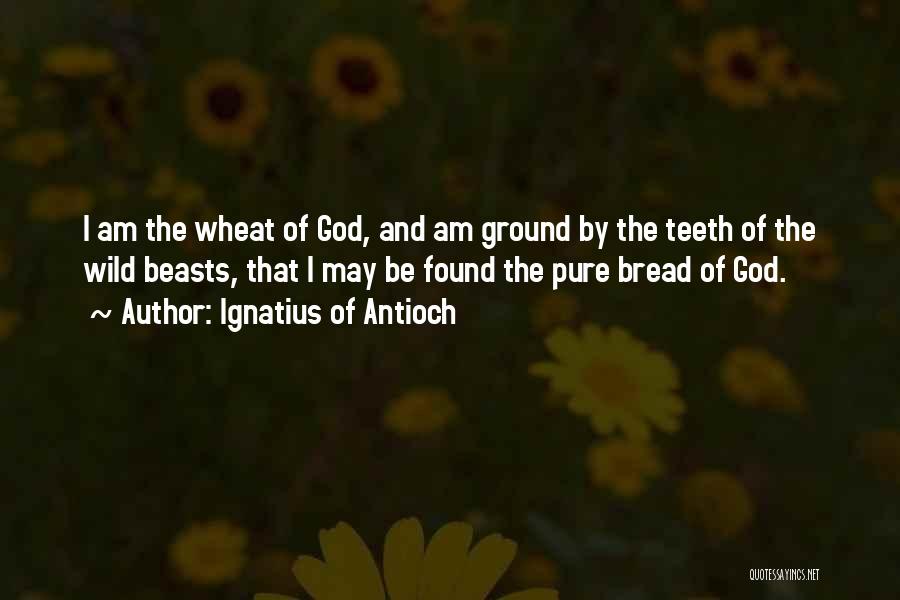 I Am Pure Quotes By Ignatius Of Antioch