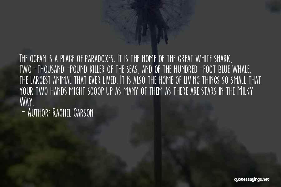 Iliskiler Quotes By Rachel Carson