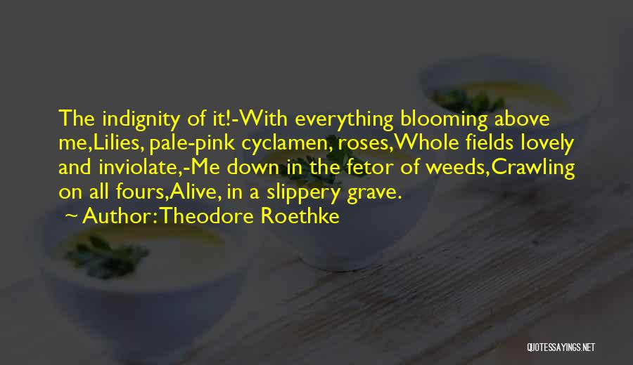 Indignity Quotes By Theodore Roethke