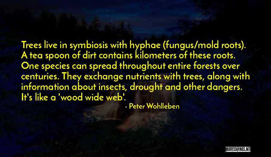 Inspirational Forests Quotes By Peter Wohlleben Inspirational Forests Quotes By Peter Wohlleben