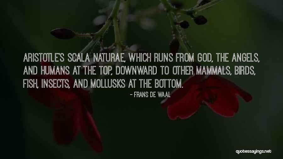 Isabella Milborne Quotes By Frans De Waal Isabella Milborne Quotes By Frans De Waal