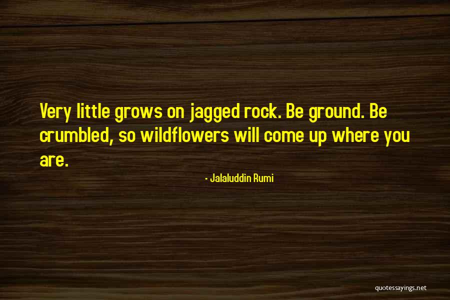 Jalaluddin Rumi Quotes 340950