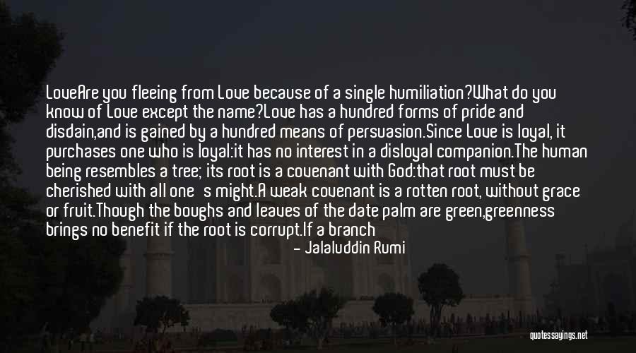 Jalaluddin Rumi Quotes 474519 Jalaluddin Rumi Quotes 474519