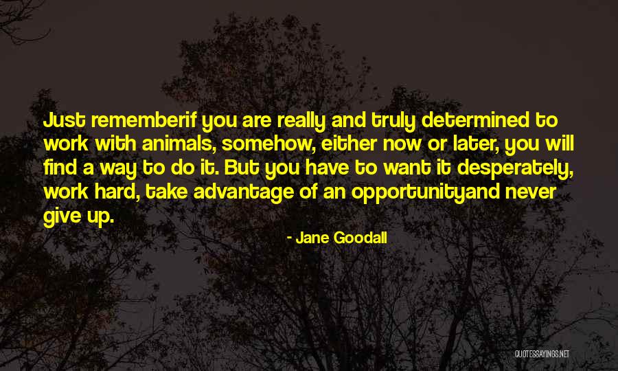 Jane Goodall Quotes 1460528