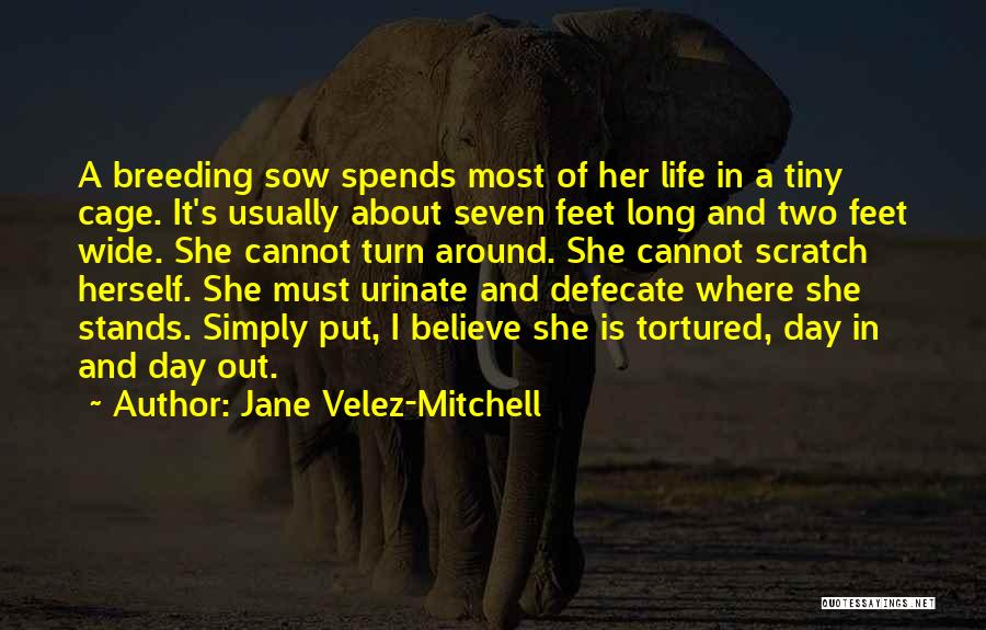 Jane Velez-Mitchell Quotes 1641056