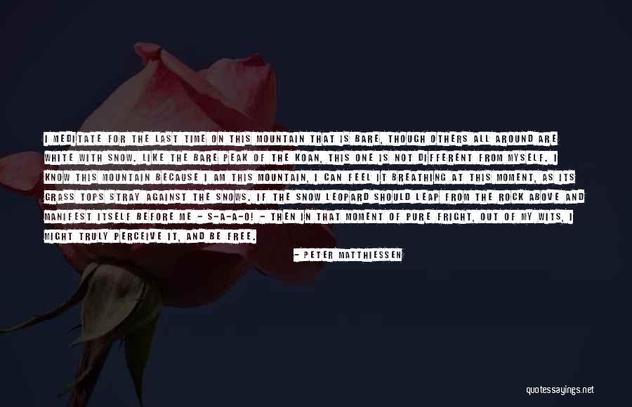 Jezebe Quotes By Peter Matthiessen Jezebe Quotes By Peter Matthiessen
