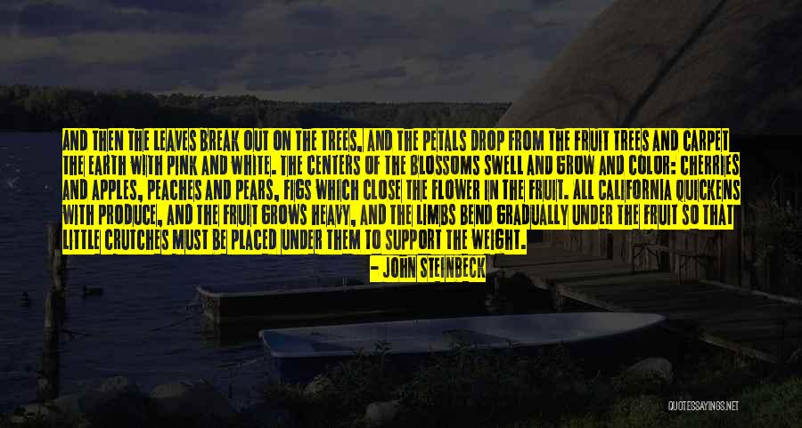 John Cox California Quotes By John Steinbeck John Cox California Quotes By John Steinbeck