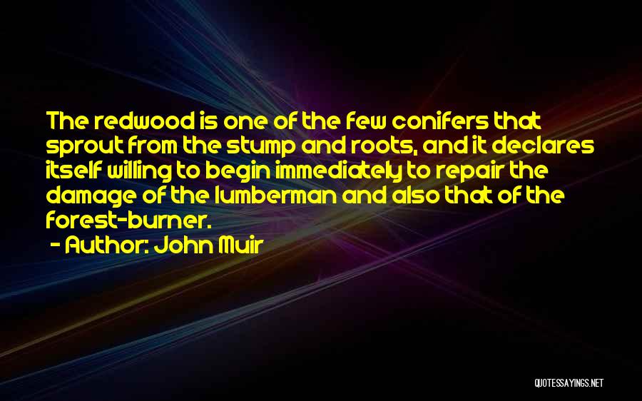 John Muir Redwood Quotes By John Muir