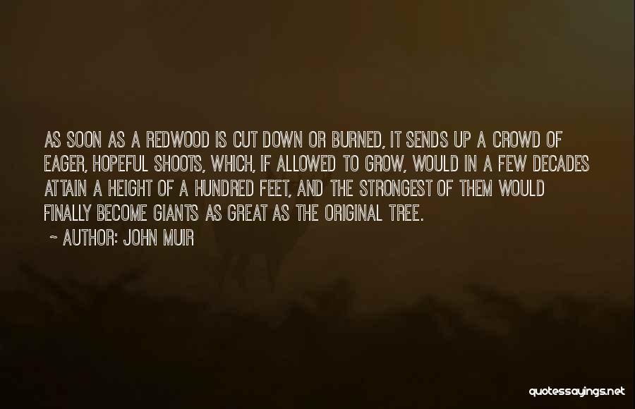 John Muir Redwood Quotes By John Muir