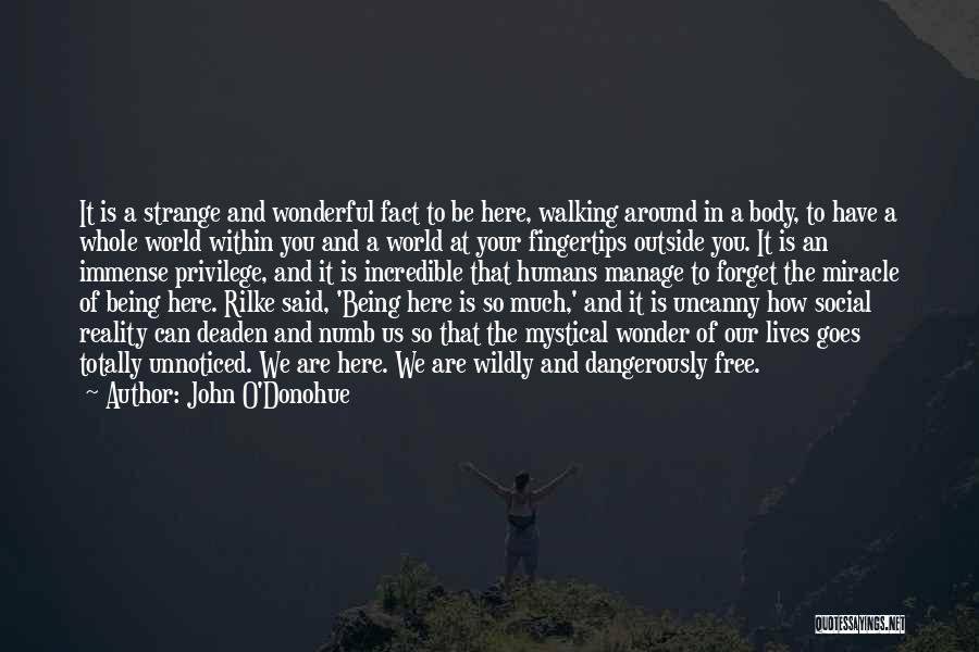 John O'mahony Quotes By John O'Donohue