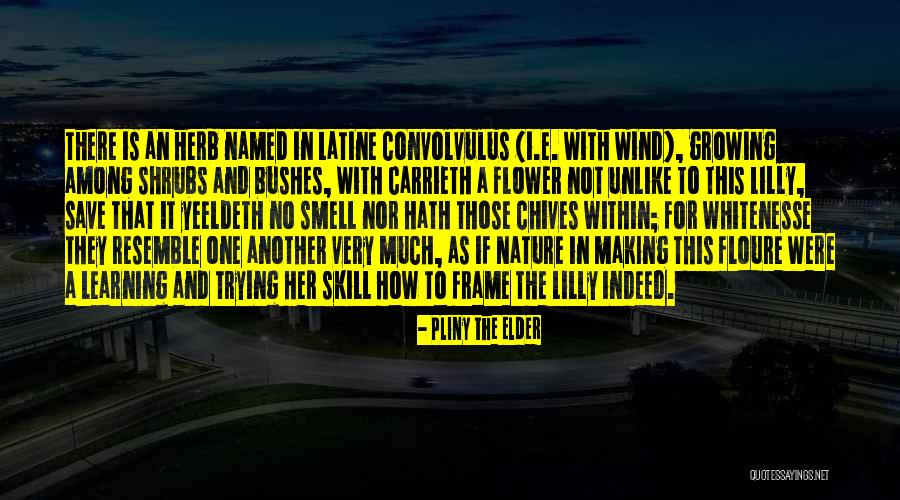 Johnny Macbrown Quotes By Pliny The Elder Johnny Macbrown Quotes By Pliny The Elder