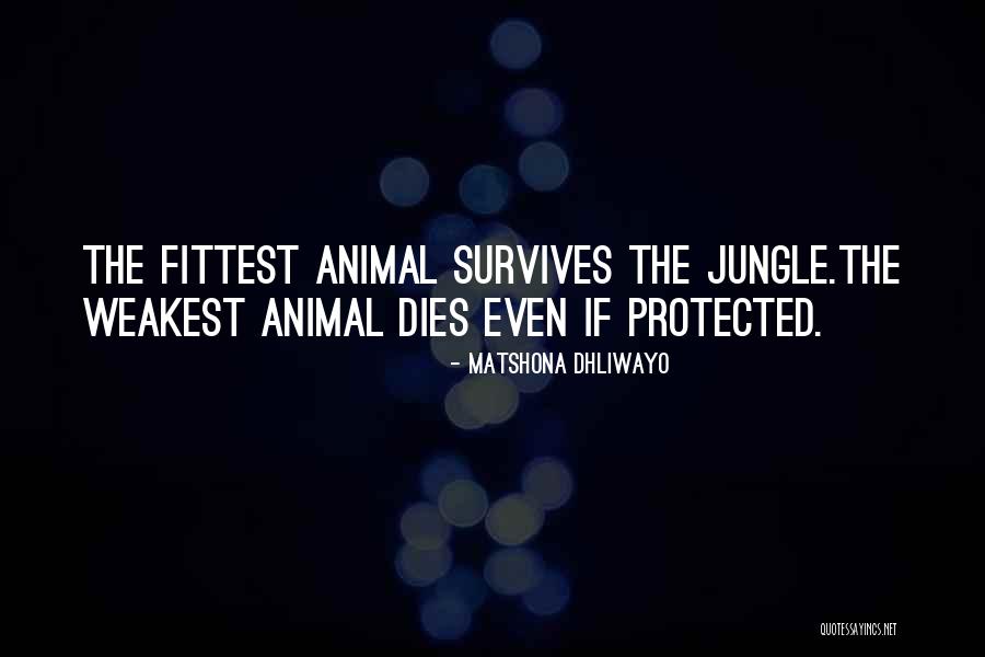 Jungle Animal Quotes By Matshona Dhliwayo