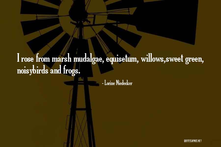 Kazandjian Md Quotes By Lorine Niedecker Kazandjian Md Quotes By Lorine Niedecker