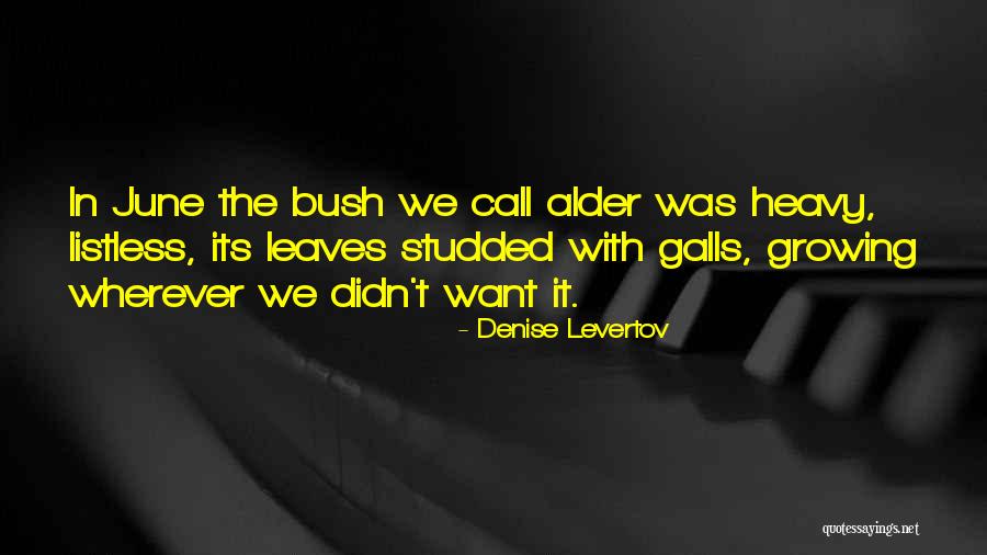 Ketengah Atau Quotes By Denise Levertov Ketengah Atau Quotes By Denise Levertov
