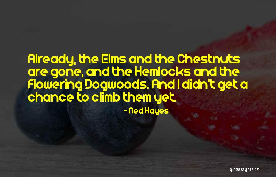 Kolpakov Dentist Quotes By Ned Hayes Kolpakov Dentist Quotes By Ned Hayes