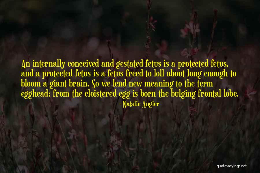 Kuryenet Quotes By Natalie Angier Kuryenet Quotes By Natalie Angier