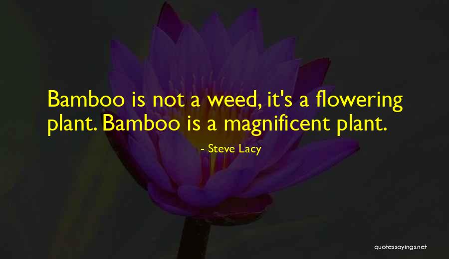Lacy Quotes By Steve Lacy Lacy Quotes By Steve Lacy