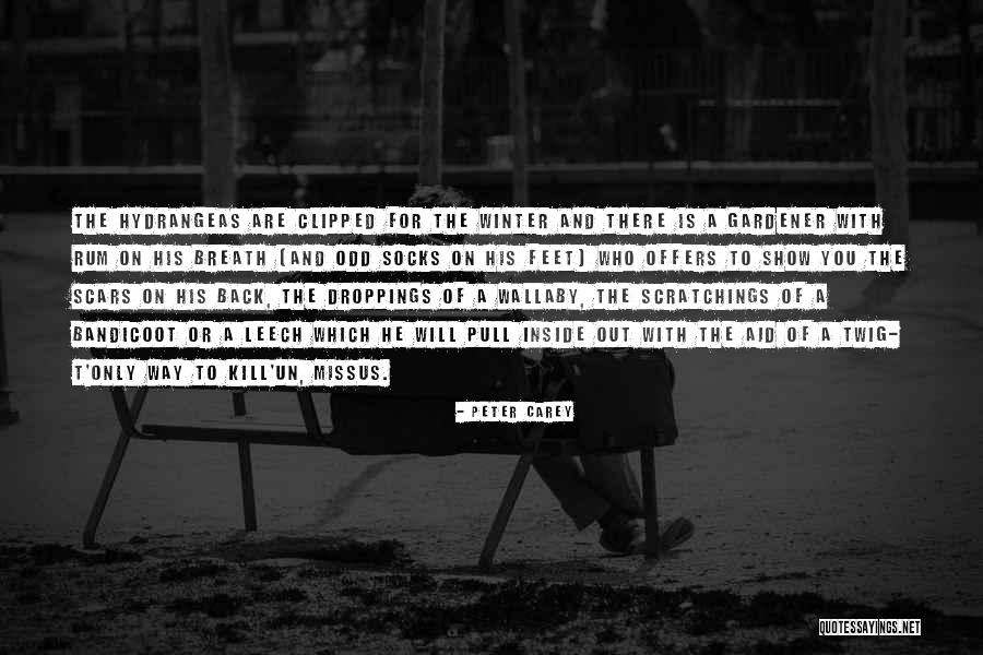 Lanitha Quotes By Peter Carey Lanitha Quotes By Peter Carey