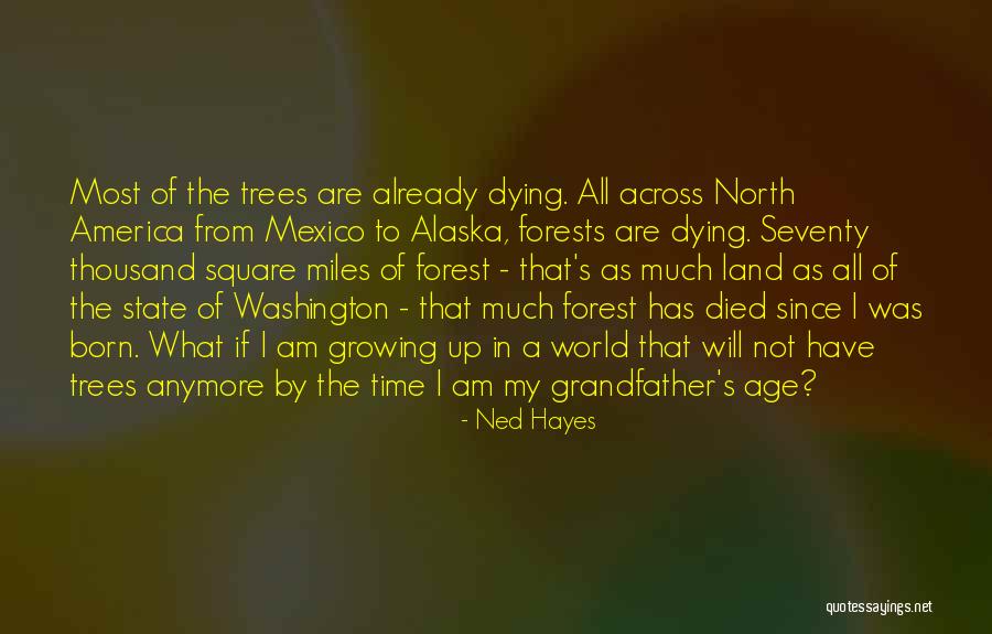 Leczy Rany Quotes By Ned Hayes Leczy Rany Quotes By Ned Hayes