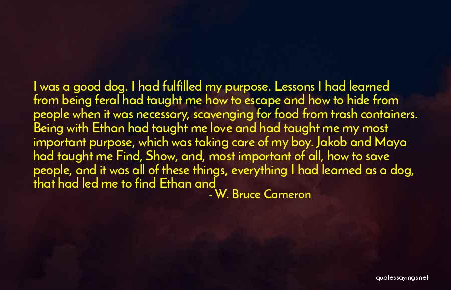 Lessons Being Learned Quotes By W. Bruce Cameron Lessons Being Learned Quotes By W. Bruce Cameron