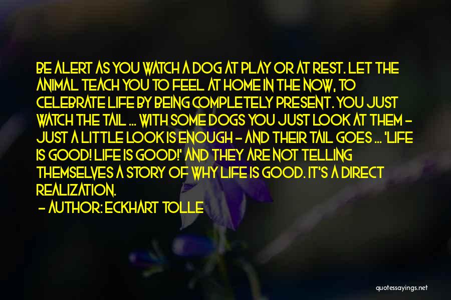 Let's Celebrate Life Quotes By Eckhart Tolle