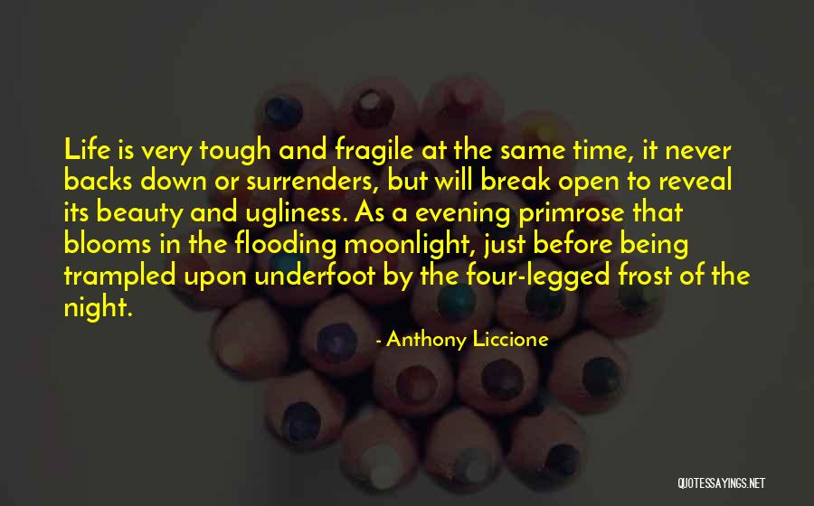 Life Being So Fragile Quotes By Anthony Liccione