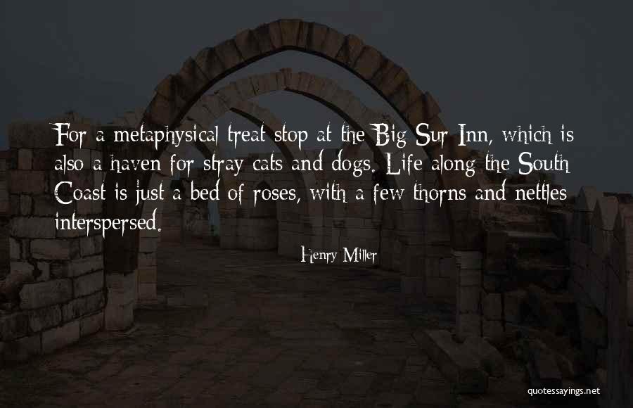 Life Is A Bed Of Roses Quotes By Henry Miller Life Is A Bed Of Roses Quotes By Henry Miller