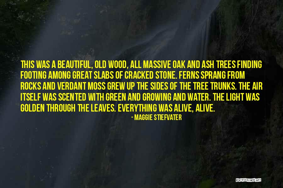 Light Through Leaves Quotes By Maggie Stiefvater Light Through Leaves Quotes By Maggie Stiefvater