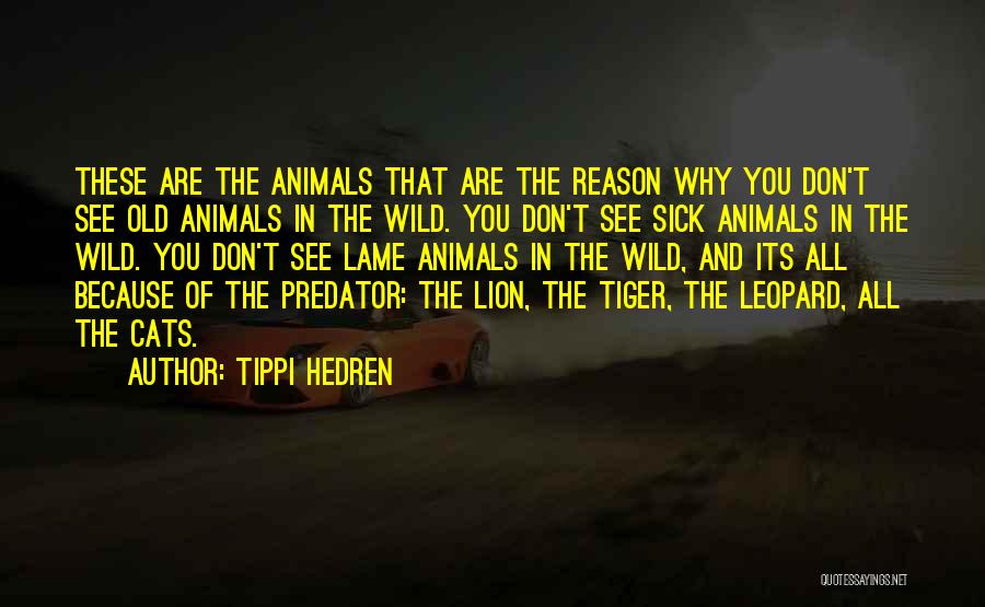 Lion And Leopard Quotes By Tippi Hedren