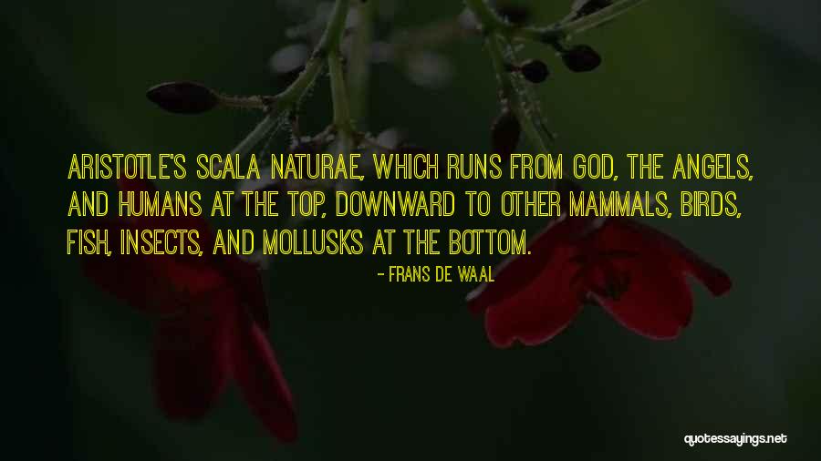 Ljetni Solsticij Quotes By Frans De Waal Ljetni Solsticij Quotes By Frans De Waal