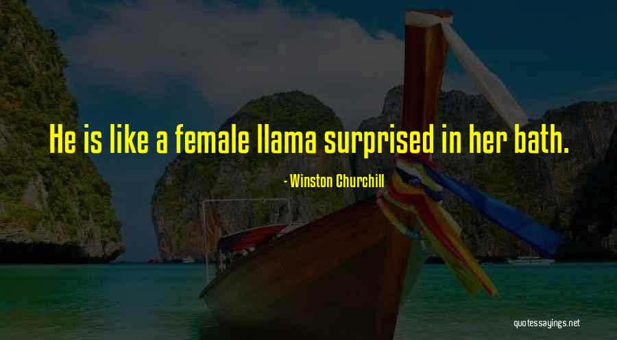 Llamas Quotes By Winston Churchill Llamas Quotes By Winston Churchill