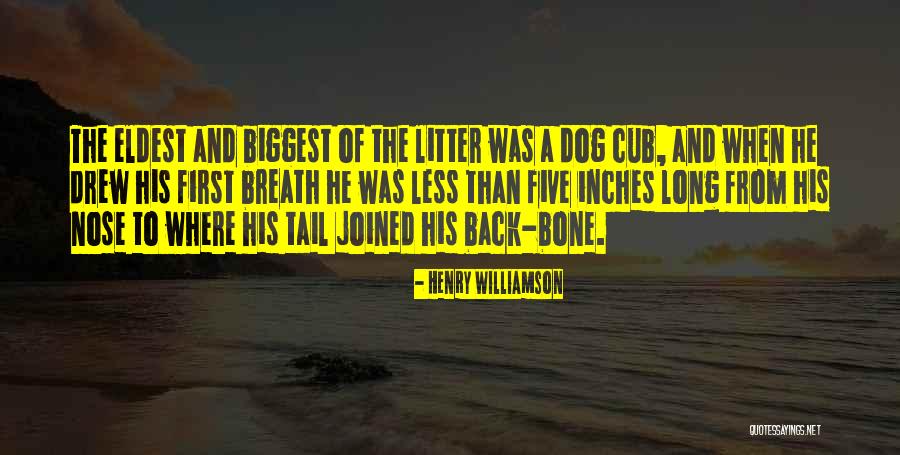 Long Tail Quotes By Henry Williamson