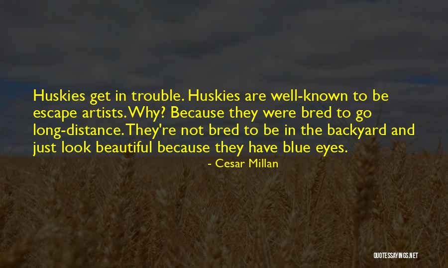 Look Eye Quotes By Cesar Millan Look Eye Quotes By Cesar Millan