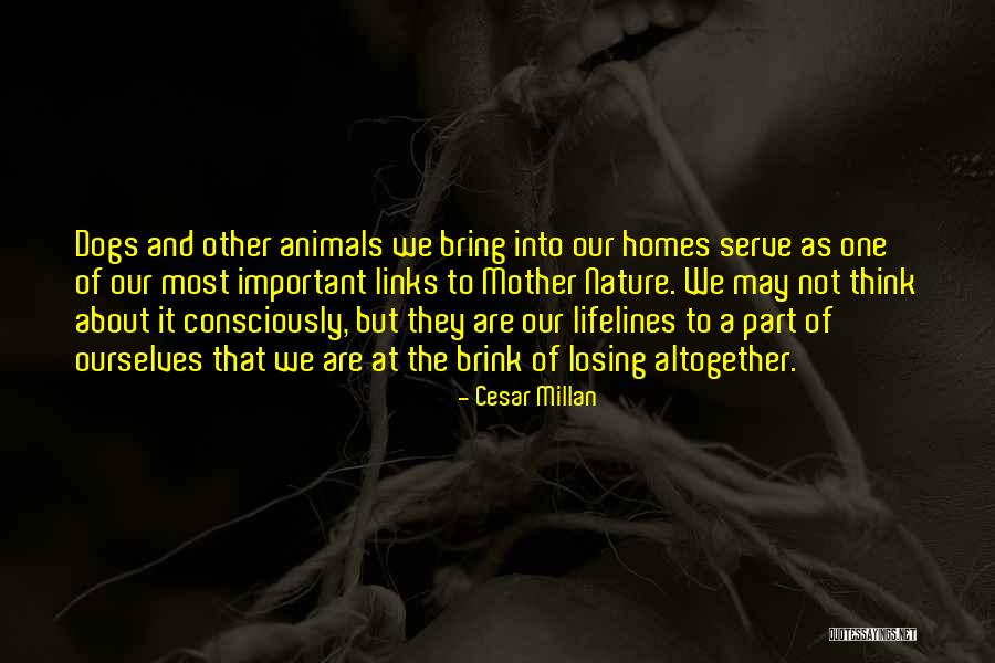 Losing Home Quotes By Cesar Millan Losing Home Quotes By Cesar Millan