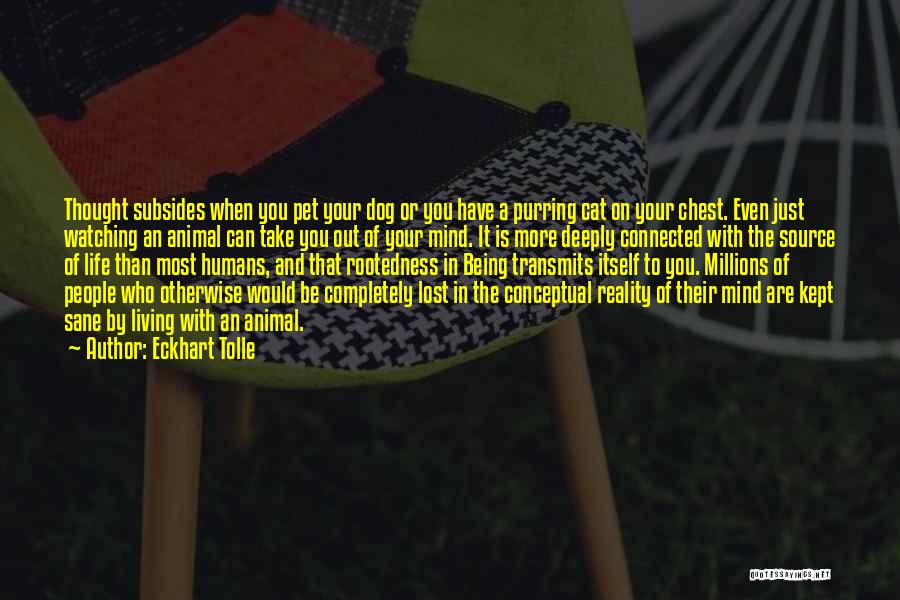 Lost Cat Quotes By Eckhart Tolle Lost Cat Quotes By Eckhart Tolle