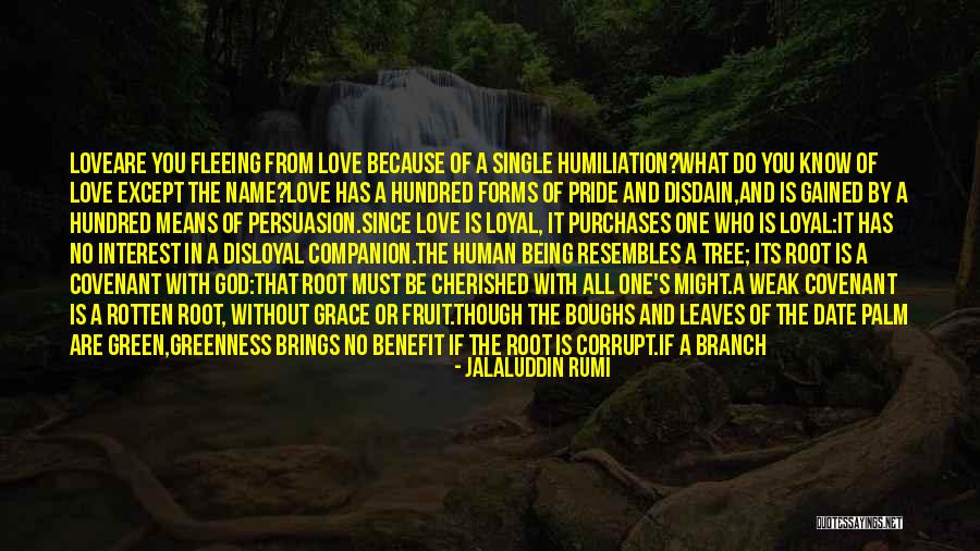 Love Fruit Tree Quotes By Jalaluddin Rumi