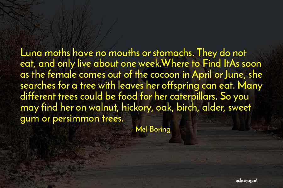 Luna Moths Quotes By Mel Boring Luna Moths Quotes By Mel Boring