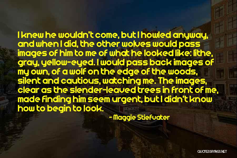 Manchurian Quotes By Maggie Stiefvater Manchurian Quotes By Maggie Stiefvater