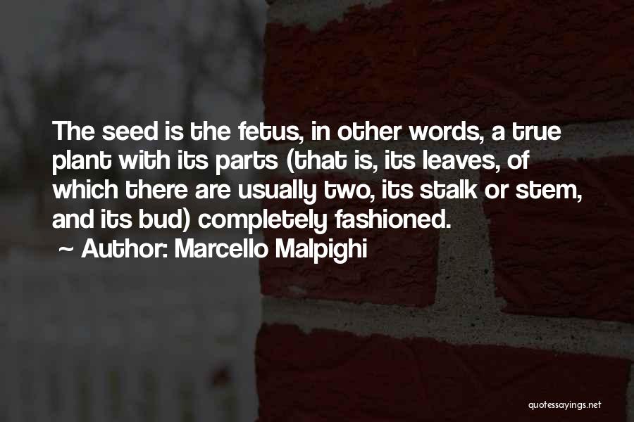 Marcello Malpighi Quotes 2153412