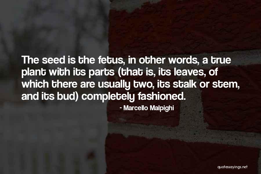 Marcello Malpighi Quotes 2153412