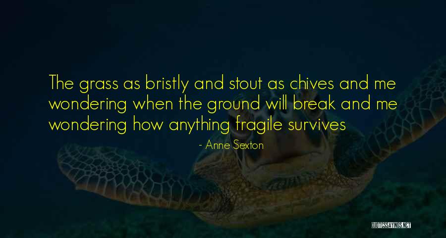 Marighella Torrent Quotes By Anne Sexton Marighella Torrent Quotes By Anne Sexton